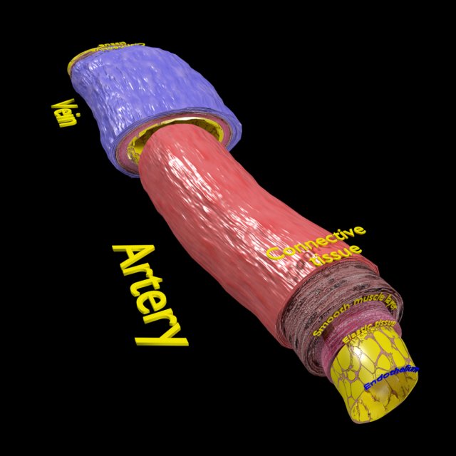 Blood vessel artery vein structure labelled 3D मॉडल .c4d .max .obj .3ds .fbx .stl .blend 