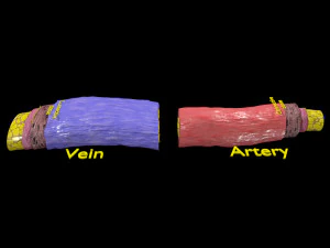 Blood vessel artery vein structure labelled 3D Model