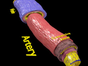 Blood vessel artery vein structure labelled 3D Model