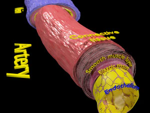 Blood vessel artery vein structure labelled 3D Model