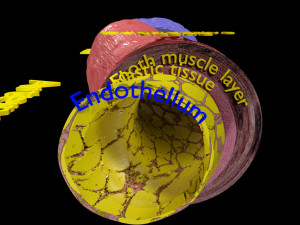 Blood vessel artery vein structure labelled 3D मॉडल
