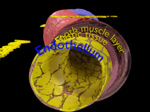 Blood vessel artery vein structure labelled 3D Model