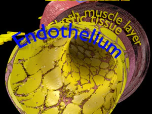 Blood vessel artery vein structure labelled 3D Model