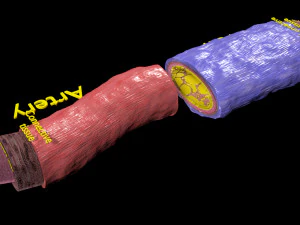 Blood vessel artery vein structure labelled 3D Model