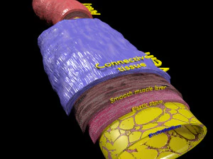 Blood vessel artery vein structure labelled 3D Model