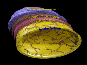 Blood vessel artery vein structure labelled 3D Model