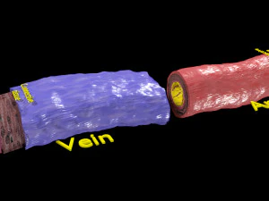 Blood vessel artery vein structure labelled 3D Model