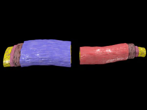 Blood vessel artery vein structure labelled 3D Model