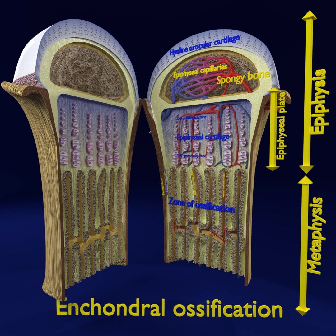 3D Bone end enchondral ossification model 3D Model .c4d .max .obj .3ds .fbx .stl .blend 