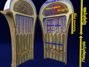 3D-Modell der enchondralen Ossifikation des Knochenendes 3D Modell