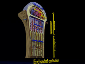 3D Bone end enchondral ossification model Modelo 3D