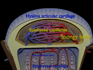 3D Bone end enchondral ossification model Modelo 3D