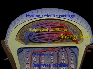 3D Bone end enchondral ossification model 3D Model