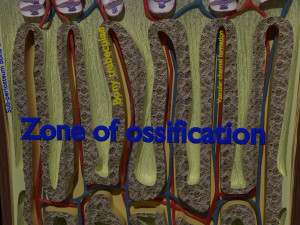3D Bone end enchondral ossification model Modelo 3D