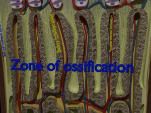 3D Bone end enchondral ossification model 3D Model