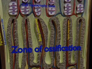 3D Bone end enchondral ossification model 3D Model