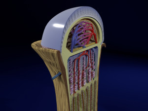 3D Bone end enchondral ossification model Modelo 3D