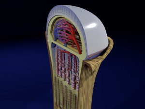 3D Bone end enchondral ossification model Modelo 3D