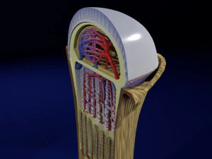 3D Bone end enchondral ossification model 3D Model