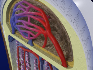 3D Bone end enchondral ossification model Modelo 3D