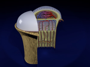 3D Bone end enchondral ossification model Modelo 3D