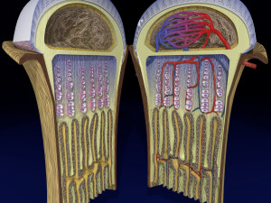 3D Bone end enchondral ossification model Modelo 3D