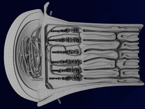 3D Bone end enchondral ossification model Modelo 3D