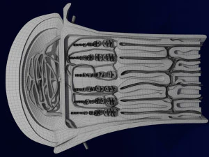 3D Bone end enchondral ossification model 3D Model