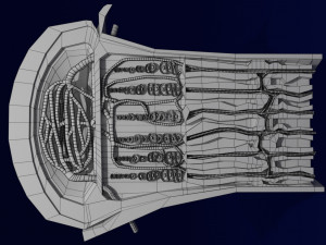 3D Bone end enchondral ossification model Modelo 3D