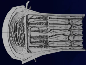 3D Bone end enchondral ossification model 3D Model