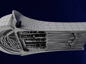 3D Bone end enchondral ossification model 3D Model