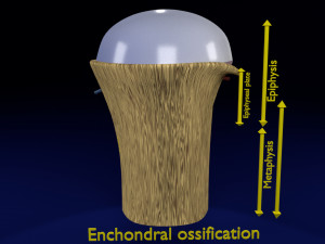 3D Bone end enchondral ossification model Modelo 3D