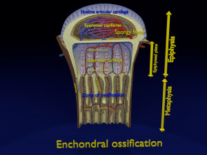 3D Bone end enchondral ossification model Modelo 3D