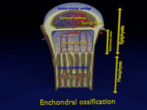 3D Bone end enchondral ossification model 3D Model