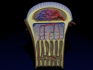3D Bone end enchondral ossification model Modelo 3D