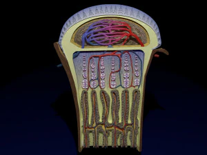 3D Bone end enchondral ossification model 3D Model