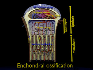 3D Bone end enchondral ossification model Modelo 3D