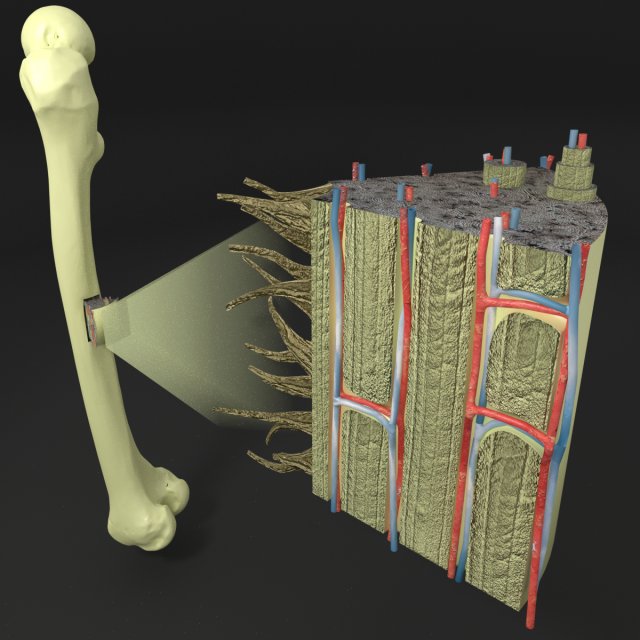 Bone histology anatomy 3D Model 3D .c4d .max .obj .3ds .fbx .stl .blend 