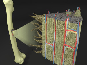 Bone histology anatomy 3D 3D 모델