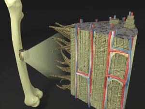 Anatomia histol&oacute;gica &oacute;ssea Modelo 3D Modelo 3D