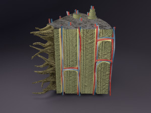Bone histology anatomy 3D Model 3D
