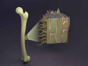 Bone histology anatomy 3D Model 3D