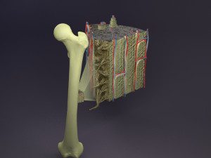 Bone histology anatomy 3D Model 3D