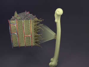 Bone histology anatomy 3D Model 3D