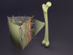 Bone histology anatomy 3D Model 3D