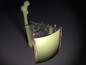 Bone histology anatomy 3D Model 3D