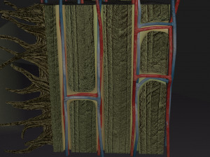 Bone histology anatomy 3D Model 3D