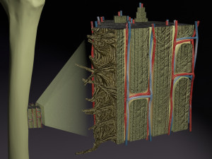 Bone histology anatomy 3D Model 3D