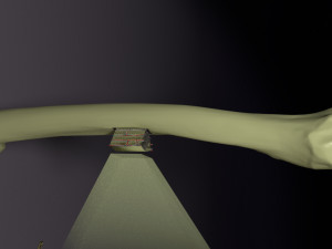 Bone histology anatomy 3D Model 3D
