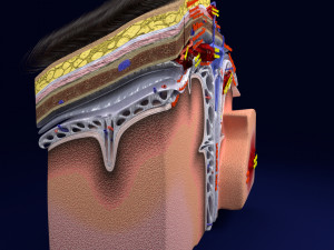 Brain hemorrhage types model Modelo 3D